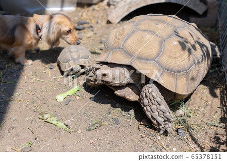 Riding turtle Hermann tortoise Rikugame 65378151