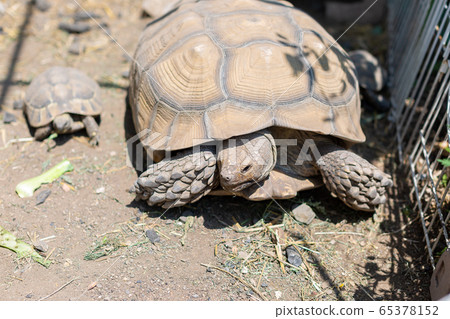 騎烏龜赫爾曼烏龜Rikugame 騎烏龜赫爾曼烏龜Rikugame 65378152