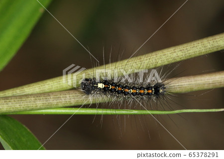Creature Insect gypsy moth, young larva with a black head. It seems that only the first younger than this has poisonous hair Creature Insect gypsy moth, young larva with a black head. It seems that only the first younger than this has poisonous hair 65378291