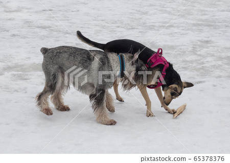 Cute mittelschnauzer and multibred dog. 65378376