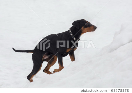 German pinscher puppy is running in winter park. 65378378