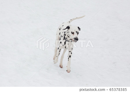 Dalmatian Puppy Is Running On A White Snow 照片素材 圖片 圖庫