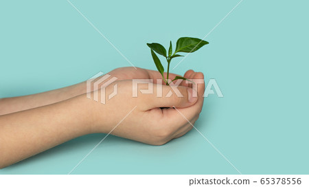 Seedling green sprout with leaves in kid's hands 65378556
