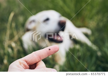 Tick on human finger against dog Tick on human finger against dog 65378771
