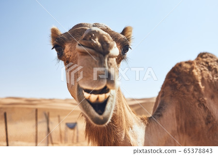 Funny camel in desert Funny camel in desert 65378843