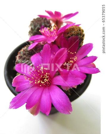 Lausy flowering Lausy flowering 65379055
