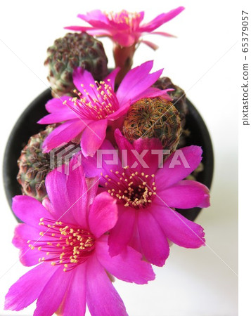 Lausy flowering Lausy flowering 65379057