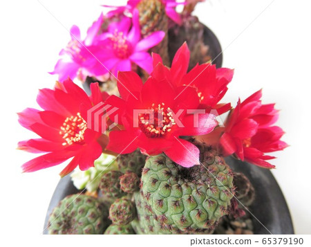 Lausy flowers Lausy flowers 65379190