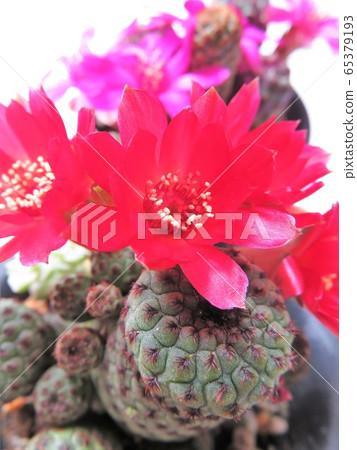 Lausy flowers Lausy flowers 65379193