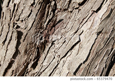 Katsura bark Katsura bark 65379470