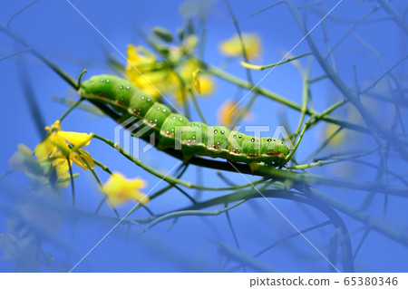 Larvae of Amokumekiriga. I especially like the bud of rape. Good appetite. Insect material Larvae of Amokumekiriga. I especially like the bud of rape. Good appetite. Insect material 65380346