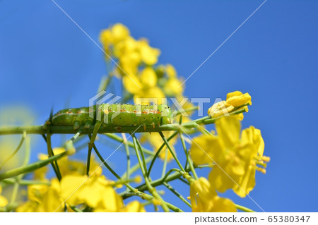 Larvae of Amokumekiriga. I especially like the bud of rape. Good appetite. Insect material 65380347