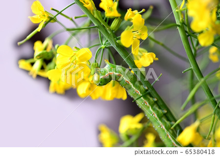 Amokumekiriga的幼蟲。我特別喜歡強奸的芽。好胃口。昆蟲材料 Amokumekiriga的幼蟲。我特別喜歡強奸的芽。好胃口。昆蟲材料 65380418