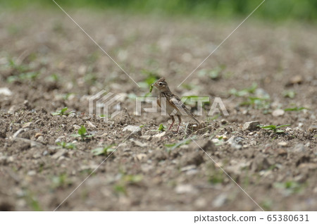 Lark Lark 65380631