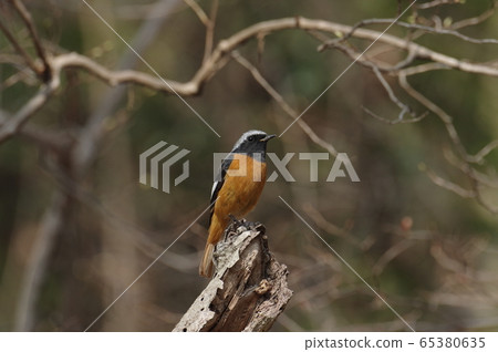 Giubitaki(男) Giubitaki(男) 65380635