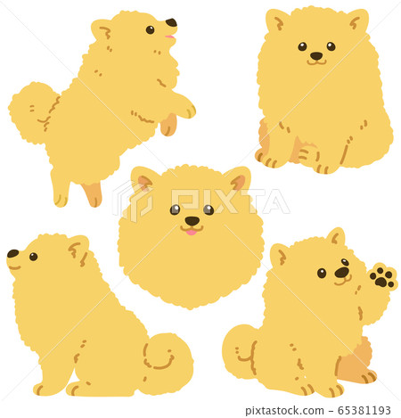 沒有主線的博美犬套裝 65381193