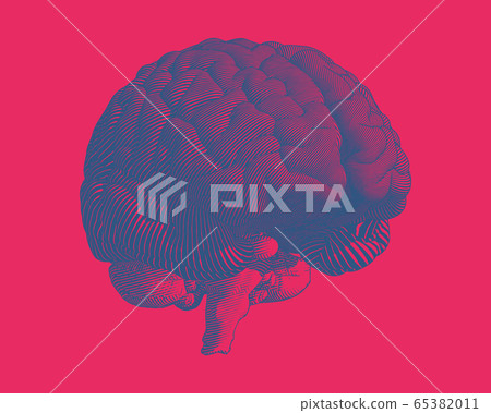 Dark blue engraving brain illustration on red BG - Stock Illustration ...