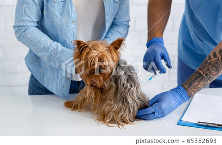 Pet health care. Closeup of vet doctor giving injection to Yorkshire terrier at clinic Pet health care. Closeup of vet doctor giving injection to Yorkshire terrier at clinic 65382693