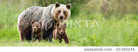 Brown bear mother with two cubs on green meadow with copy space. 65384244