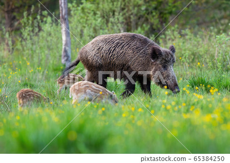 Wild boar family grazing on green meadow with yellow flowers in spring nature 65384250