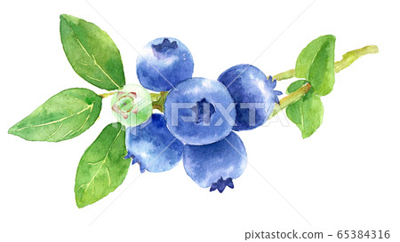 Watercolor Blueberry With Branch Stock Illustration 65384316 Pixta