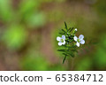 Wildflowers, macro, small flowers 65384712