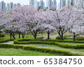 Cherry Blossoms, Parks, and Trails 65384750