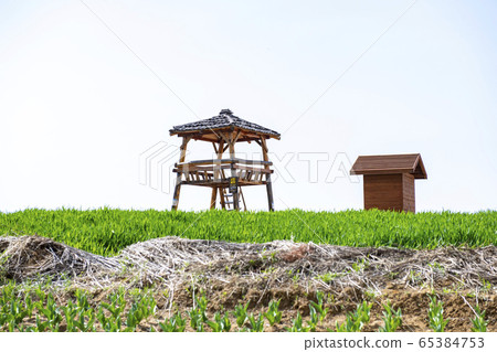 Campus, green barley field, spring Campus, green barley field, spring 65384753