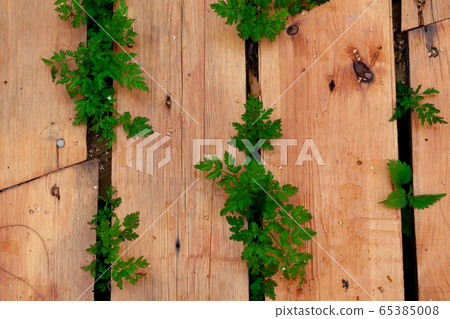 Green grass growing through the wooden boards Green grass growing through the wooden boards 65385008