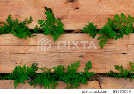 Green grass growing through the wooden boards 65385009