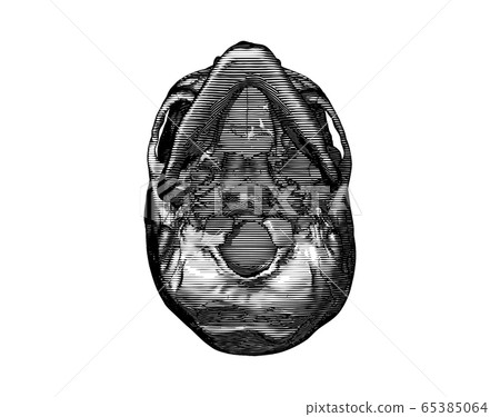 Engraving human skull bottom view illustration 65385064