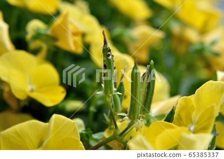 Only the oxalis flew 65385337