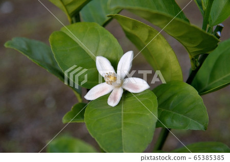 Keraji mandarin flowers Keraji mandarin flowers 65385385