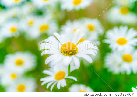 Shaster Daisy Perennial [Aichi Prefecture] 65385407