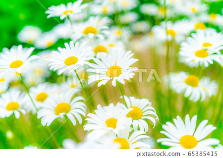 多年生剃須菊花[愛知縣] 65385415