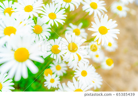 Shaster Daisy Perennial [Aichi Prefecture] 65385439