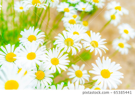 Shaster Daisy Perennial [Aichi Prefecture] 65385441