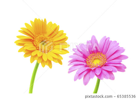 粉色和黃色非洲菊 65385536