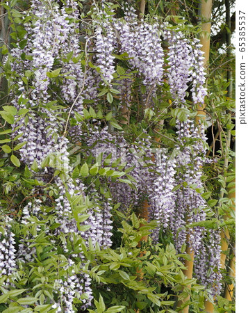 紫藤花開在初夏的山脈 65385537