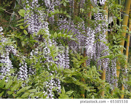 紫藤花開在初夏的山脈 65385538