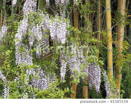 紫藤花開在初夏的山脈 65385539