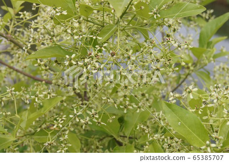 真弓花 照片素材 圖片 圖庫