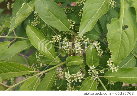 Mayumi flower Mayumi flower 65385708