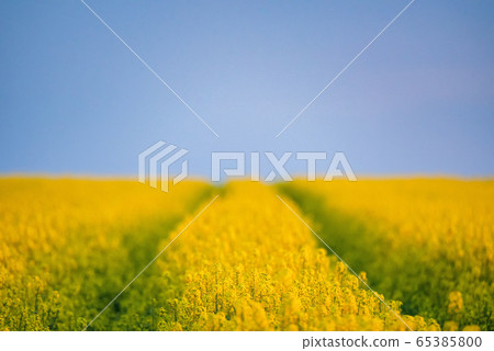 Field of bright yellow rapeseed in spring Field of bright yellow rapeseed in spring 65385800