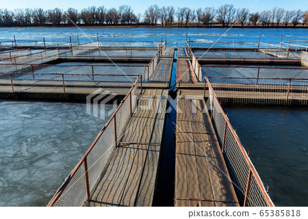 Fish farm for brooding sturgeons in Astrakhan, Russia 65385818
