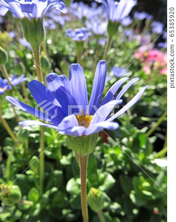 藍色雛菊 65385920