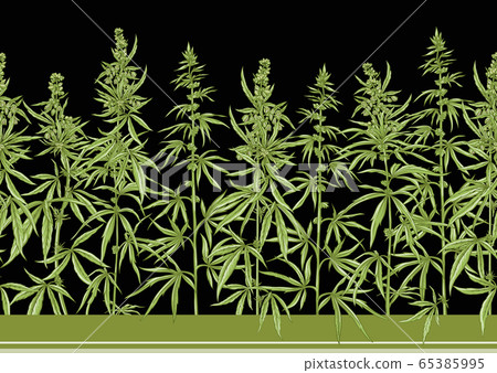 Hemp, Cannabis seamless pattern, background. 65385995