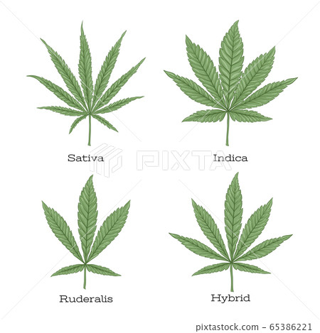 4 grades of cannabis leaf set . 65386221