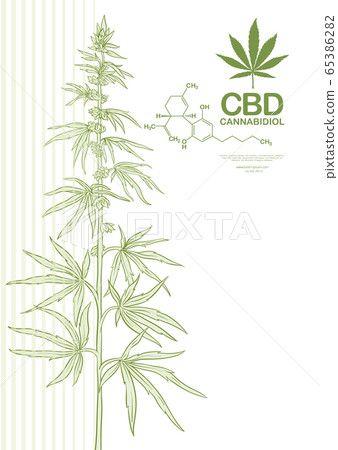 Hemp, Cannabis plant. Template, poster, card 65386282