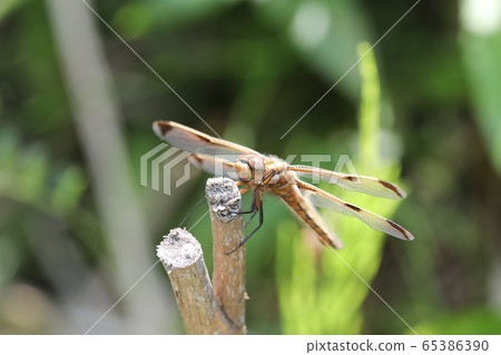 Bekko蜻蜓 65386390